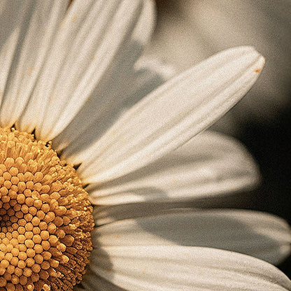 Heaven's Caress Tallow Body Balm