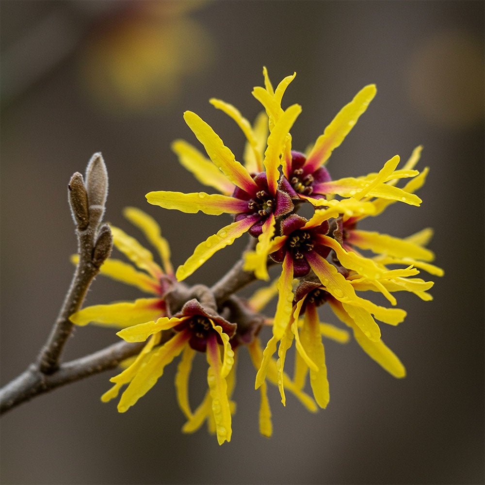 Elōra Peptide Serum