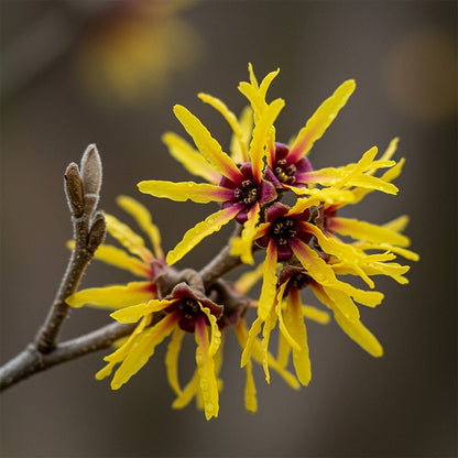 Elōra Peptide Serum